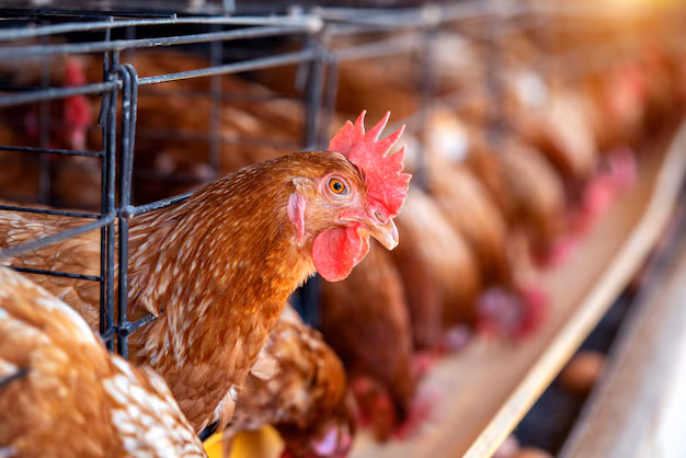 hens factory chicken cages 335224 1408