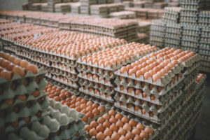 chicken eggs