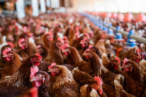 istockphoto 2182380076 612x612