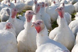 a crowd of turkeys on a farm